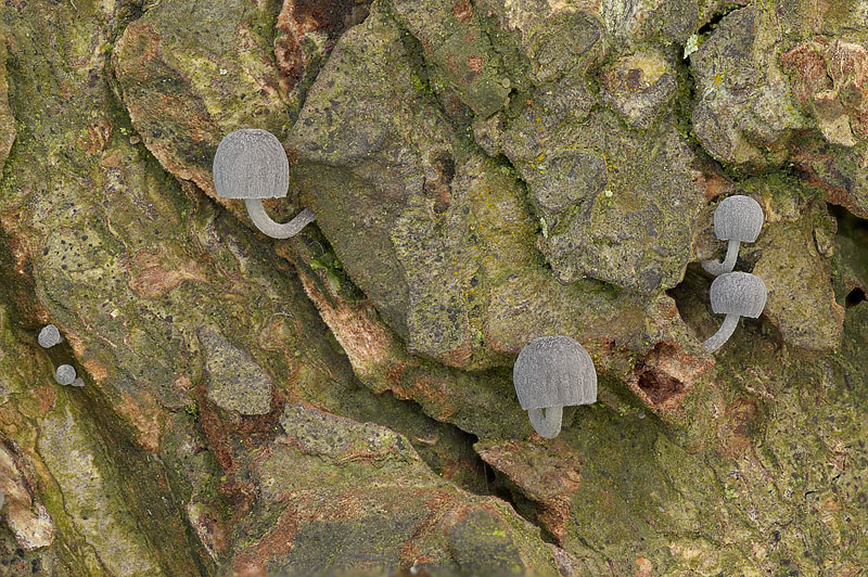 Mycena pseudocorticola